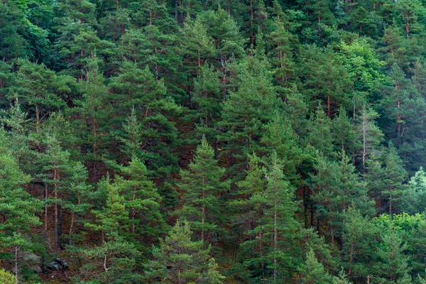 Primer Plano Verde Bosque Árboles Navidad Paisaje Montaña Georgia — Foto de Stock
