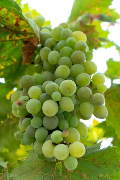 Golden Ripe Grapes Rkatsiteli Vineyard Harvest Kakheti Georgia — Stock Photo, Image