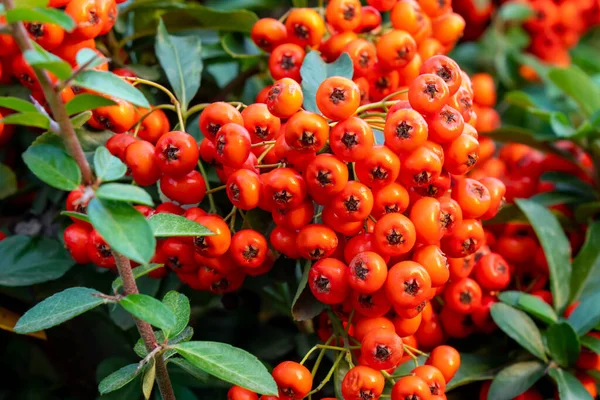 Pirakantha vagy tűztövis növény élénk vörös bogyókkal vagy pomponokkal ősszel — Stock Fotó