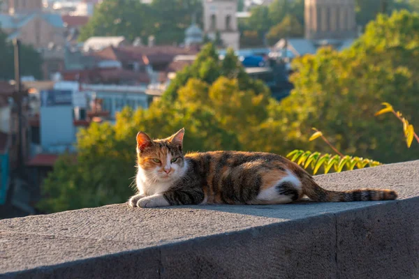 Кошка на границе на фоне города Тбилиси — стоковое фото