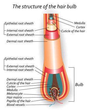Saç soğanı, anatomik eğitim poster yapısı. Vektör çizim.