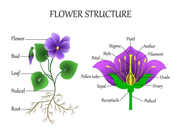 Vector Education Diagram Botany Biology Structure Flower Section Training Banner — Stock Vector