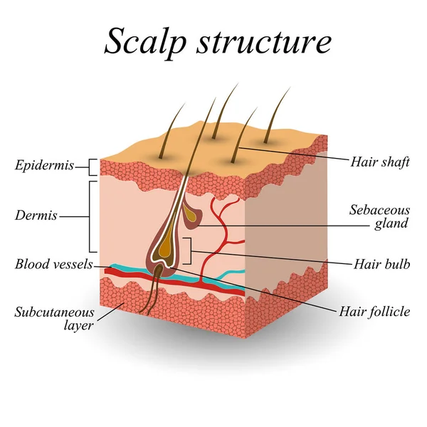 解剖学的訓練ポスター髪頭皮の構造 ベクトル図 — ストックベクタ