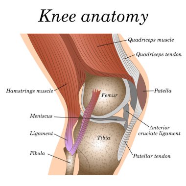 Diz eklem yan görünüm, Medikal cerrahi poster, Travmatoloji sayfa eğitim için şablon anatomisi. Vektör çizim.