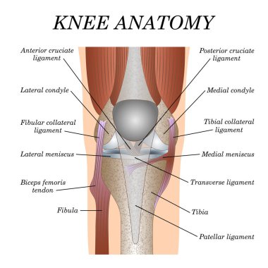 Diz eklem önden görünüm, Medikal cerrahi poster, Travmatoloji sayfa eğitim için şablon anatomisi. Vektör çizim.
