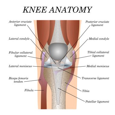 Anatomy of the knee joint front view, template for training a medical surgical poster, traumatology page. Vector illustration. clipart