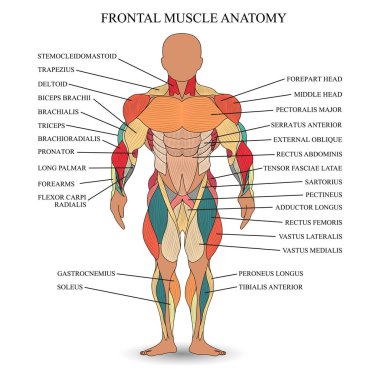 İnsan anatomisi kasları önde, tıp eğitimi için bir şablon afiş. Vektör çizim.