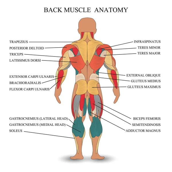 解剖人体肌肉在后面 一个模板的医学教程 向量例证 — 图库矢量图片
