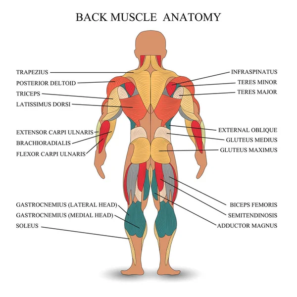 Anatomi Otot Manusia Belakang Templat Untuk Tutorial Medis Spanduk Ilustrasi - Stok Vektor