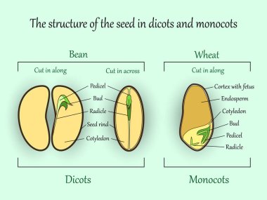 Vektör eğitim botanik afiş, yapı monocot ve dicot kesim bölümlerde bitki tohumları. Tarımsal biyoloji toprak ve ecolody bilim illüstrasyon.