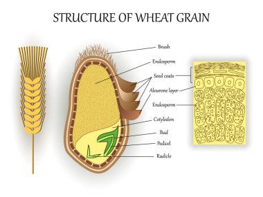 Structure of wheat seed grain, vector infographics layers of endosperm, bud, fetus, pedicel, hull anatomical poster formation. Biology and botany science banner, illustration. clipart