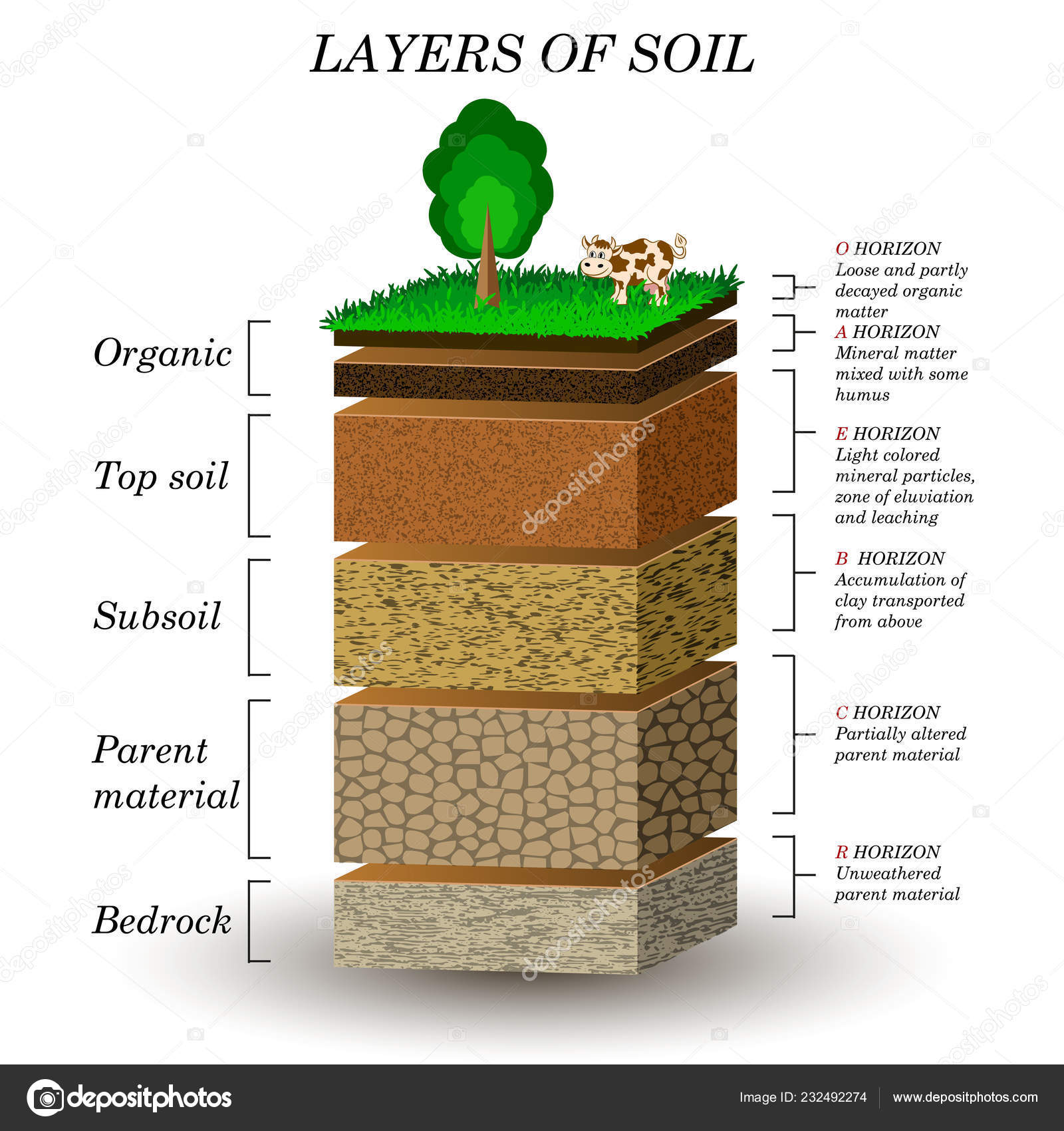 Layers Soil Education Diagram Mineral Particles Sand Humus Stones Within Layers Of Soil Worksheet
