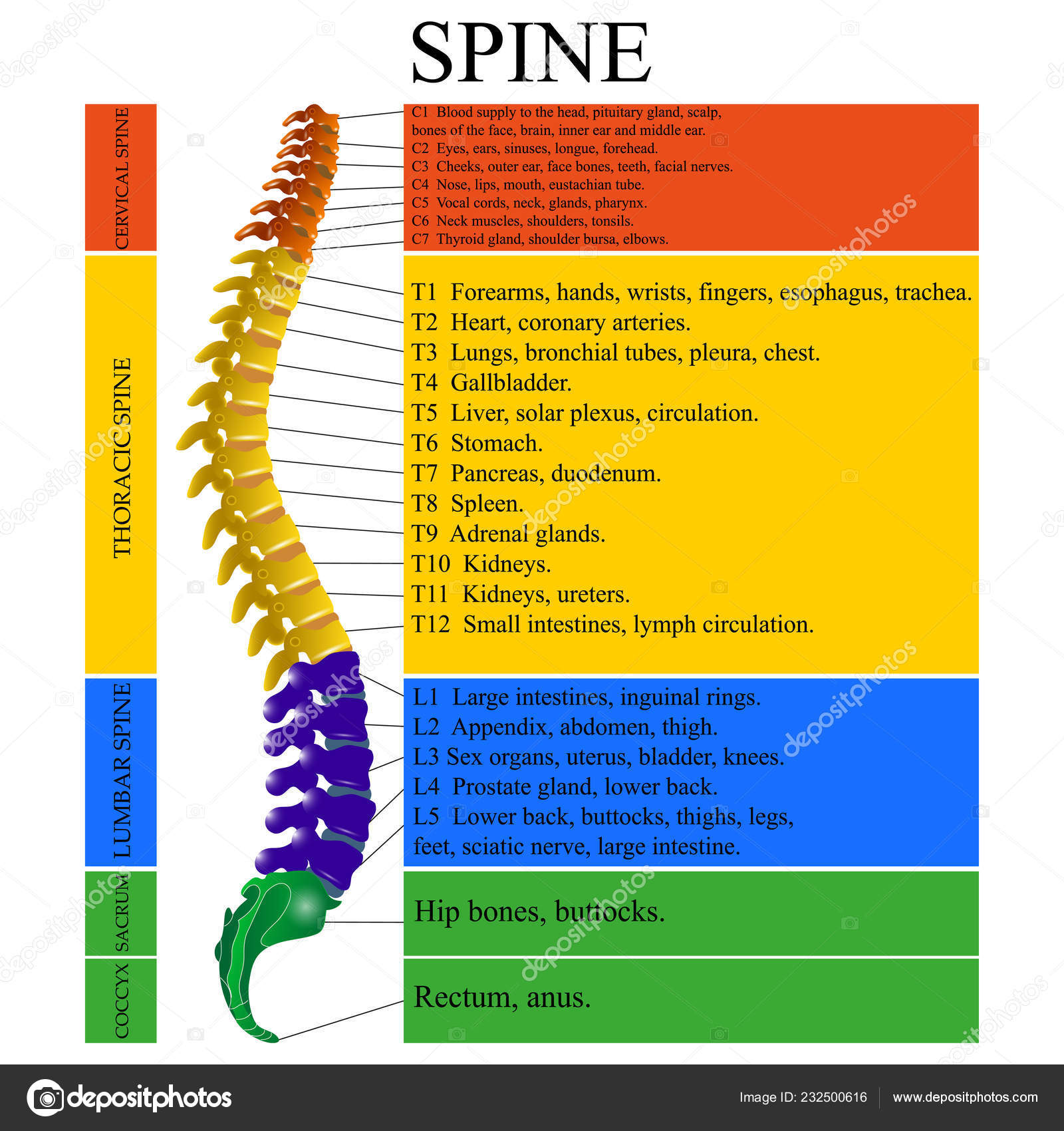 Diagram Human Spine Name Description All Sections Vertebrae Vector ...