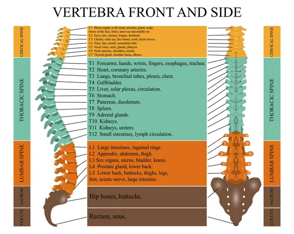 Diagram Human Spine Front Side Name Description All Sections Vertebrae — Stock Vector