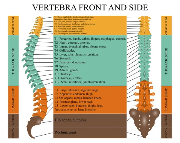 Diagrama Uma Coluna Vertebral Humana Frente Lado Com Nome Descrição —  Vetores de Stock