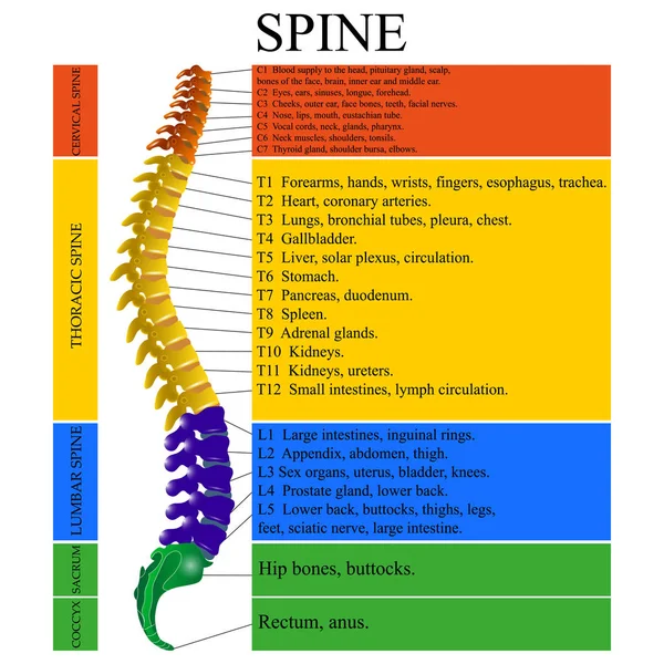 名前と脊椎のすべてのセクションの説明を人間の背骨の図 ベクトル図 — ストックベクタ