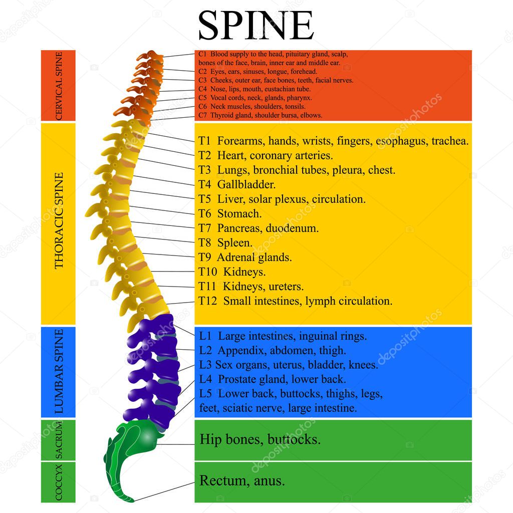 Spine diagram with names | Diagram Human Spine Name Description All ...