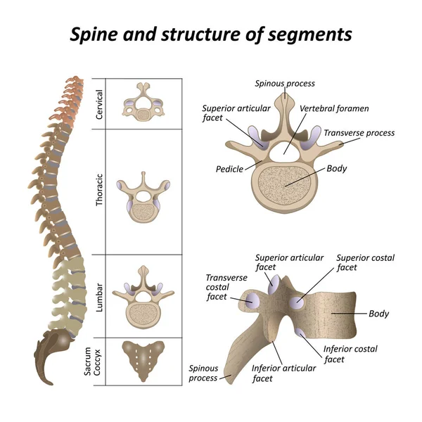 名前とすべてのセクションの説明と 椎体のセグメントを持つ人間の背骨の医療の図 ベクトル図 — ストックベクタ