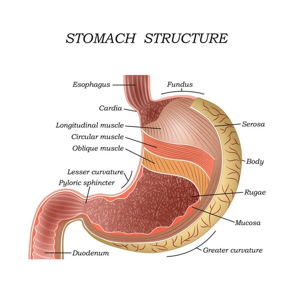 Eğitim Için Tıbbi Anatomik Poster Eğitim Insan Mide Yapısı Vektör — Stok Vektör