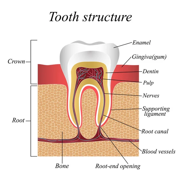 Struttura Dei Denti Formazione Medica Poster Anatomico Illustrazione Vettoriale — Vettoriale Stock