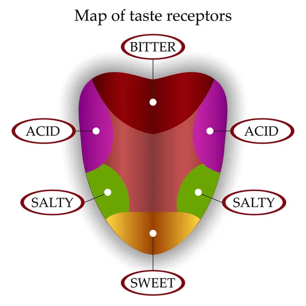 Вкусовые Рецепторы На Языке Фото
