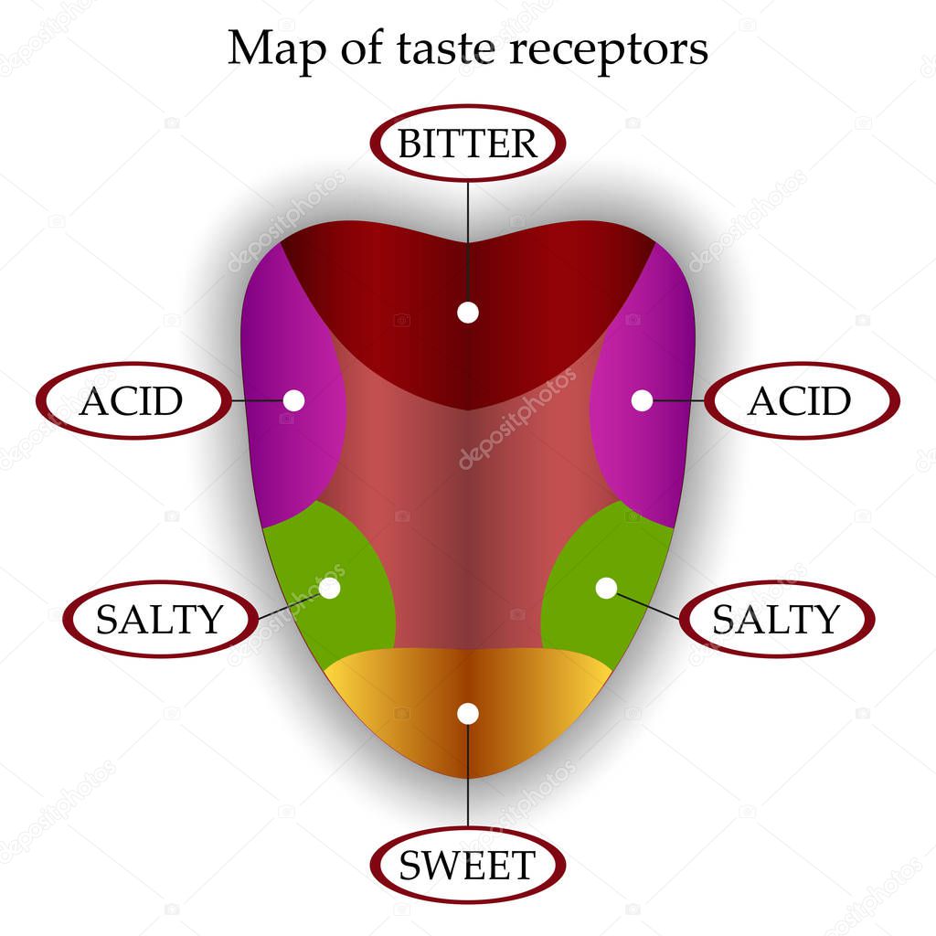 Color map of taste receptors in the tongue, four flavors - sweet, sour, bitter, salty. Vector illustration.