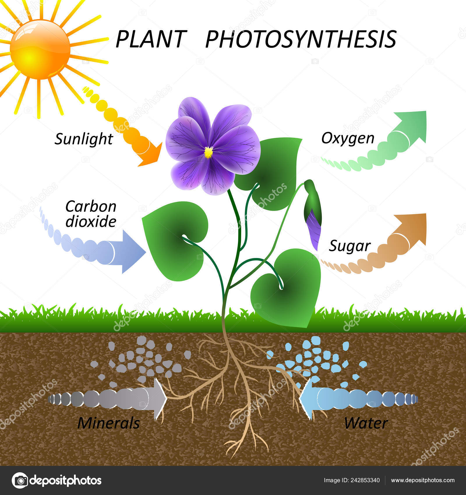 Clipart Photosynthesis Drawing Vector Diagram Plant Diagram