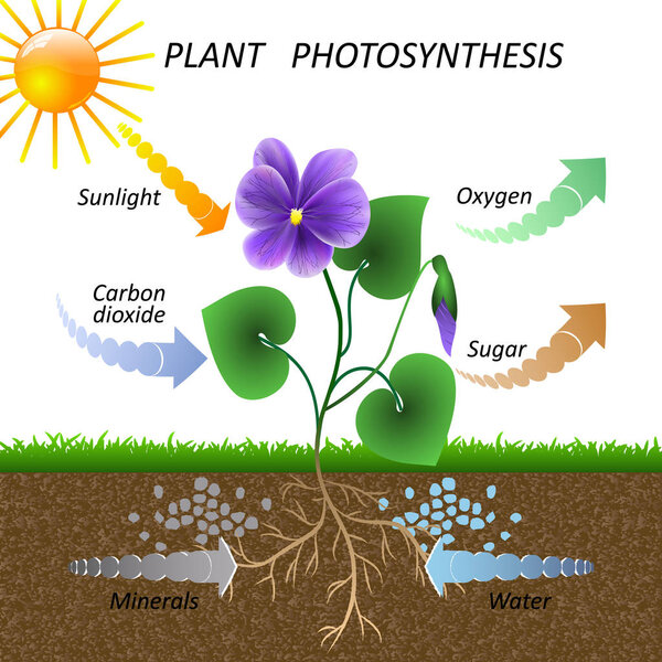 Vector diagram of plant photosynthesis, science education botany poster, illustration for studying biology.