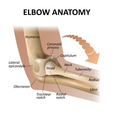 Dirsek eklem, tıbbi eğitim anatomisi arka plan, izole modeli mockup posterler için. Vektör çizim afiş için bir şablon olarak.