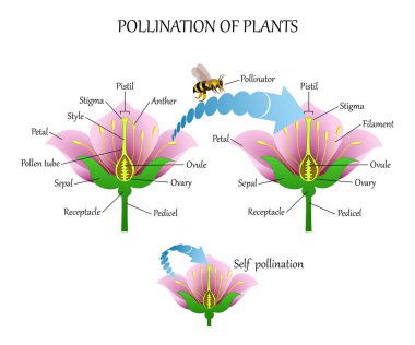 Böcekler ve self-pollination, çiçek anatomi eğitim diyagramı, botanik Biyoloji afiş pollinating bitkilerle. Vektör çizim.