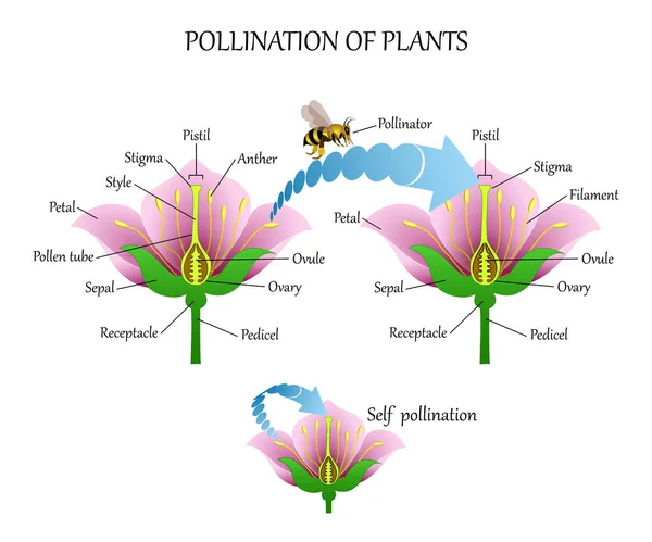 Plantas polinizadoras com insetos e auto-polinização, diagrama de educação de anatomia floral, estandarte de biologia botânica. Ilustração vetorial . — Vetor de Stock