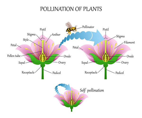 Pollinating plants with insects and self-pollination, flower anatomy education diagram, botanical biology banner. Vector illustration.