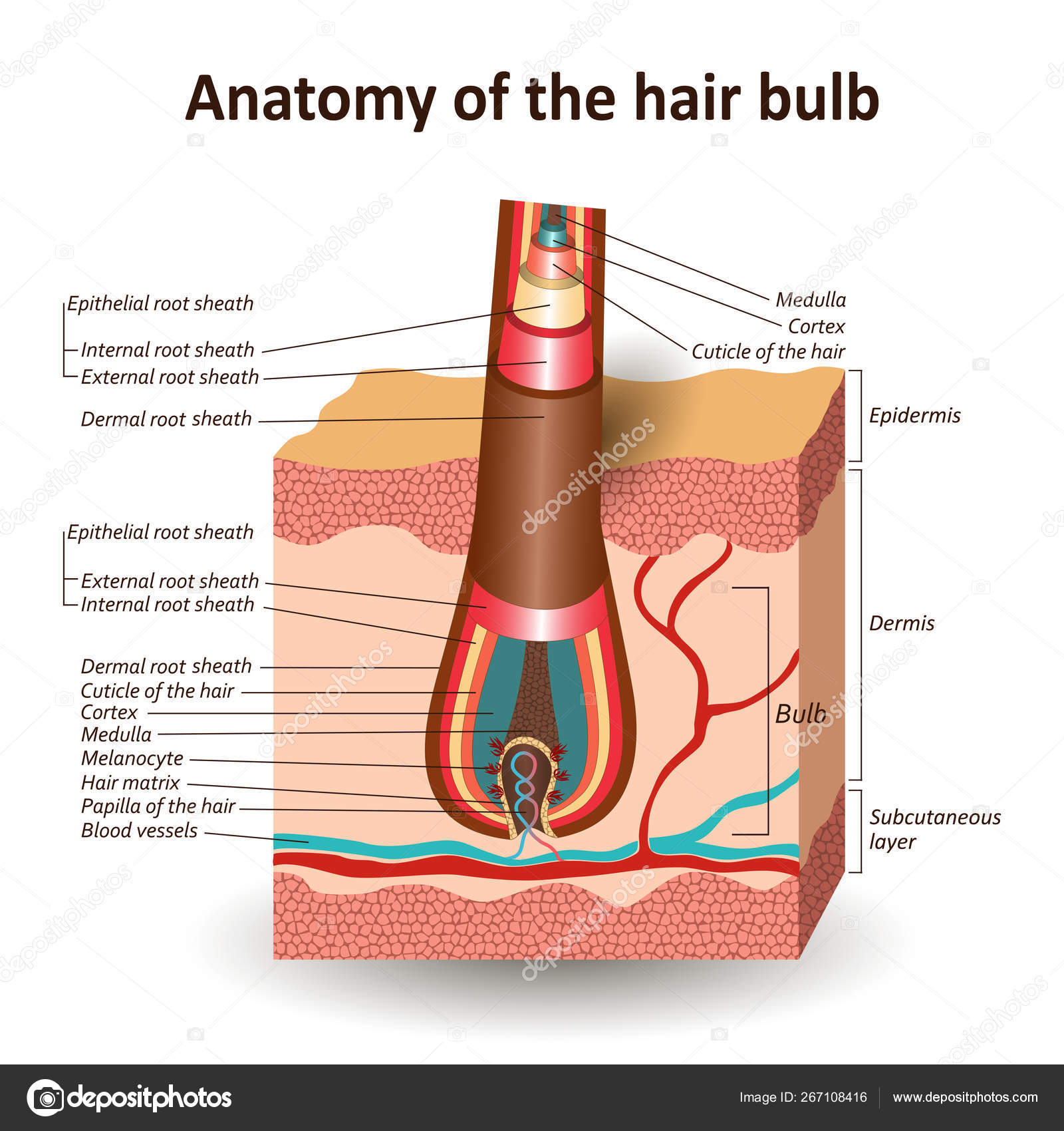 The Structure Of The Hair Bulb In Cross Skin Layer Anatomical Medical Education Training Banner Vector Illustration Stock Vector Image By C Elina33