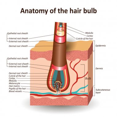 The structure of the hair bulb in cross skin layer, anatomical medical education training banner. Vector illustration. clipart