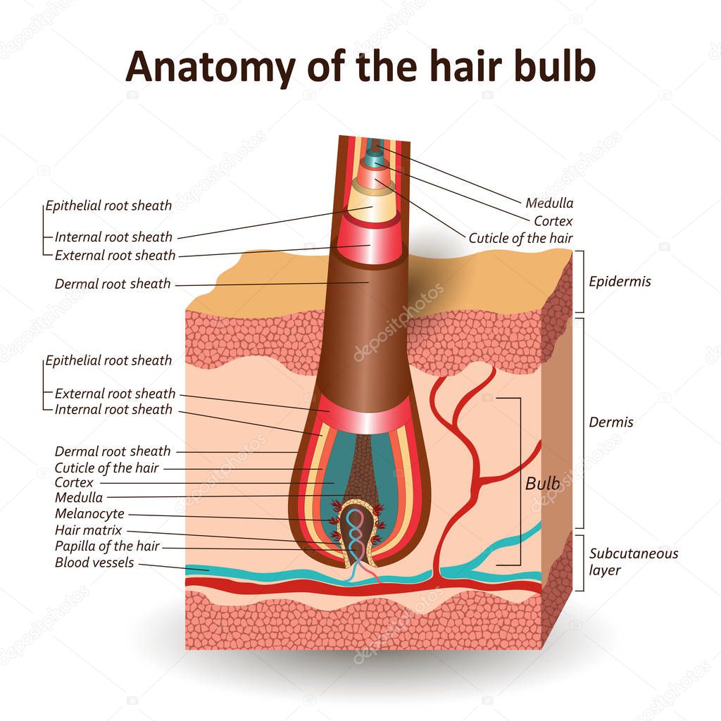 The structure of the hair bulb in cross skin layer, anatomical medical education training banner. Vector illustration.