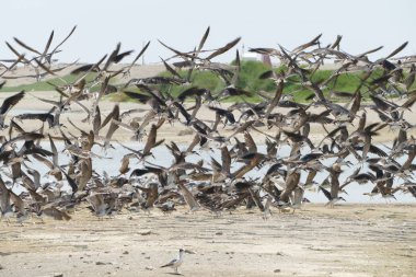Düzine amfibi göçmen kuşların Chorrillos Lima bölgesinde iki bataklık göllerde uçan
