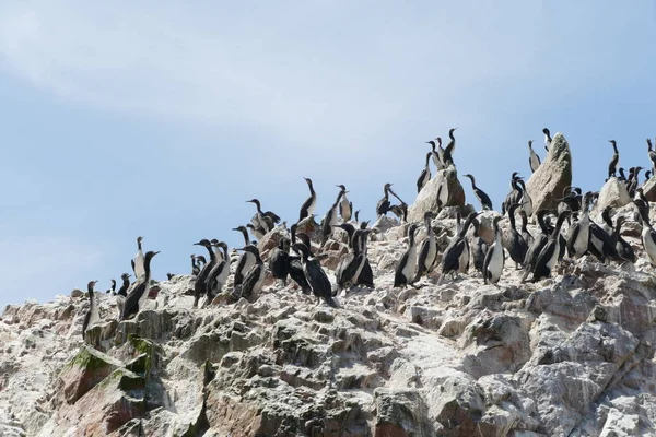 Pingüinos Tomando Baño Sol Una Pequeña Reserva Fauna Isla Las Imágenes De Stock Sin Royalties Gratis