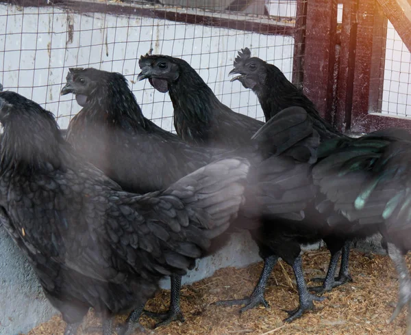 Galinhas Negras Tailandesas Vivas Galinheiro Como Gado Com Rede Turva — Fotografia de Stock