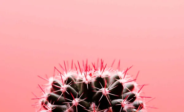 Close Isolated Pink Cactus Art Copy Space Top — Stock Photo, Image