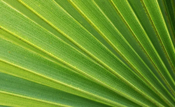 Diagonale Linien des jungen grünen Palmblattes — Stockfoto