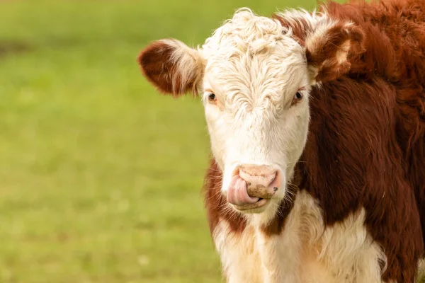 Hereford Cow Nyalogatta Orrát Zöld Legelőkön Felé Kamera Kép Venni — Stock Fotó