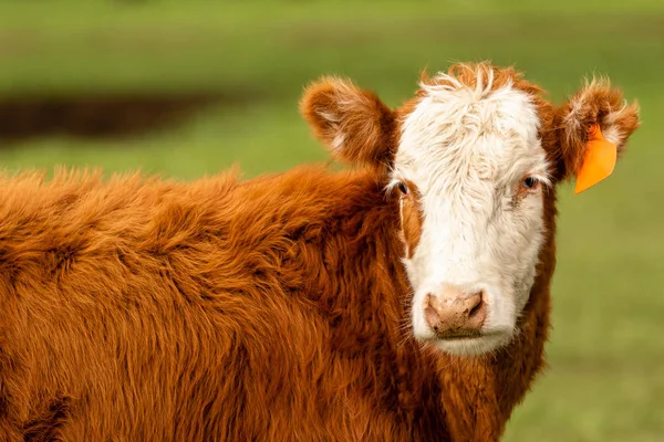 Hereford Cow Zöld Legelővel Néző Oldalán Feje Felé Döntött Kamera — Stock Fotó