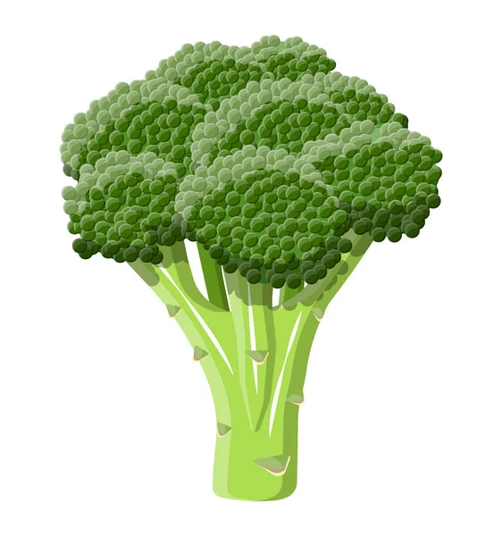 Gröna broccoli vegetabiliska. — Stock vektor