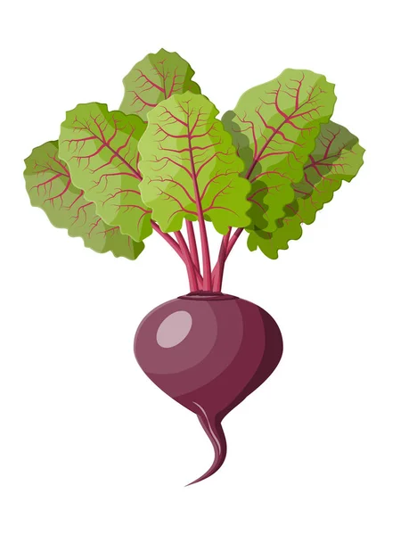 Beetroot with top leaves. Beet vegetable. — Stock Vector