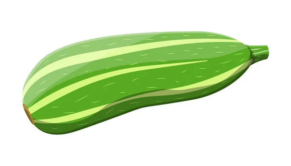 Grünes Zucchini Gemüse Squash Isoliert Auf Weiß Frisches Knochenmark Oder — Stockvektor