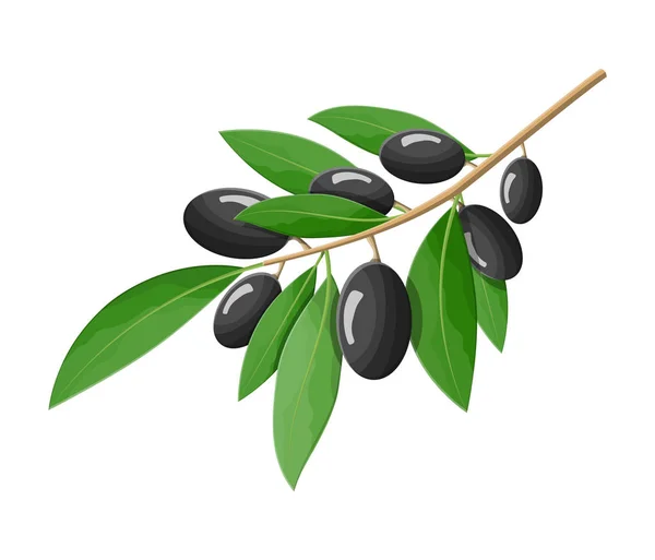 Grüne Oliven Zweig isoliert auf weißem Hintergrund. — Stockvektor