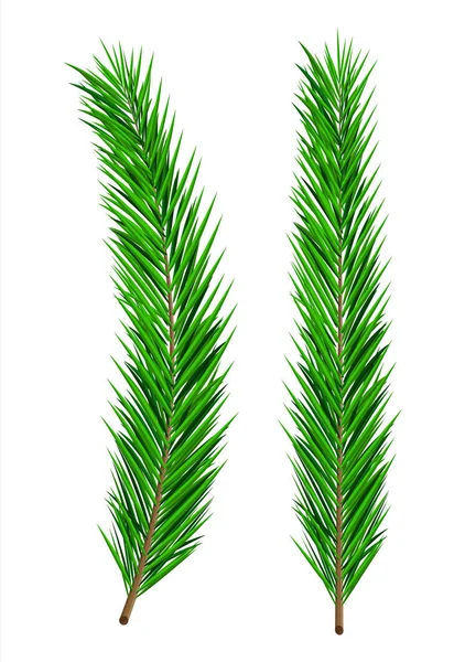 Grüne üppige Fichtenzweige. immergrüner Baum, Tanne — Stockvektor