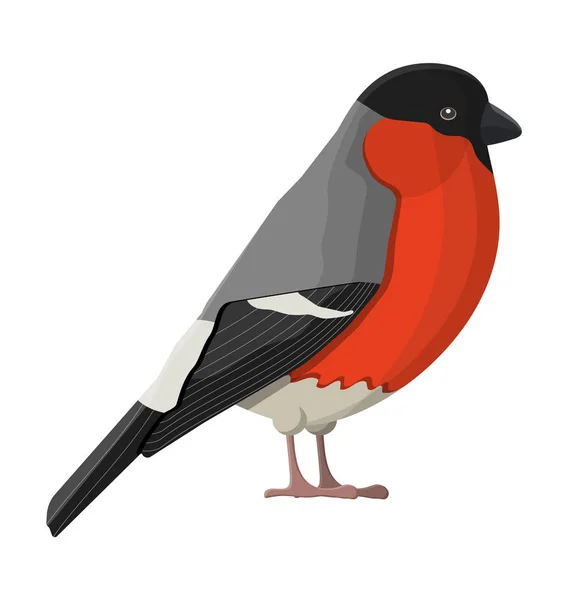 Hýl zimní pták izolovaných na bílém pozadí — Stockový vektor