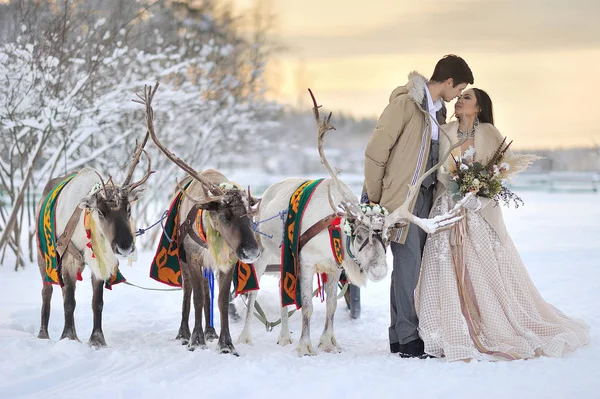 Casamento Inverno Noivo Europeu Noiva Asiática Com Arnês Renas — Fotografia de Stock