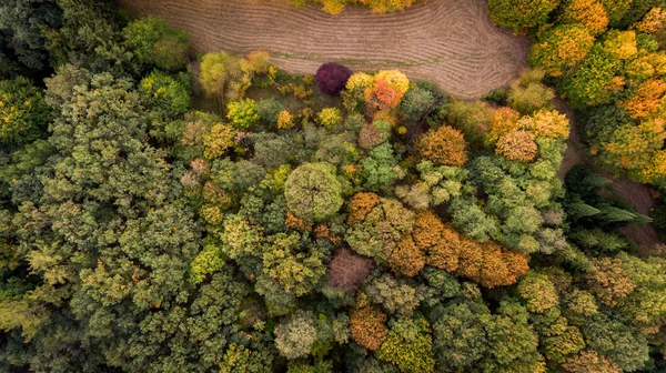 Havadan görünümü sonbahar ağaçlarda. Renkli ağaçlar.